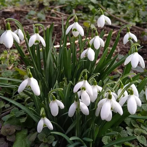 Galanthus nivalis*, 12 St.
