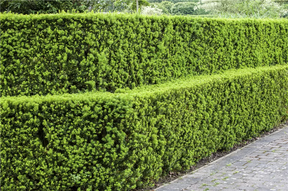 vorgarten thuja Jetzt Lebensbaum Torwchter 'Smaragd' online kaufen bei Bohlken  Pflanzenversand  Bohlken Pflanzenversand GbR