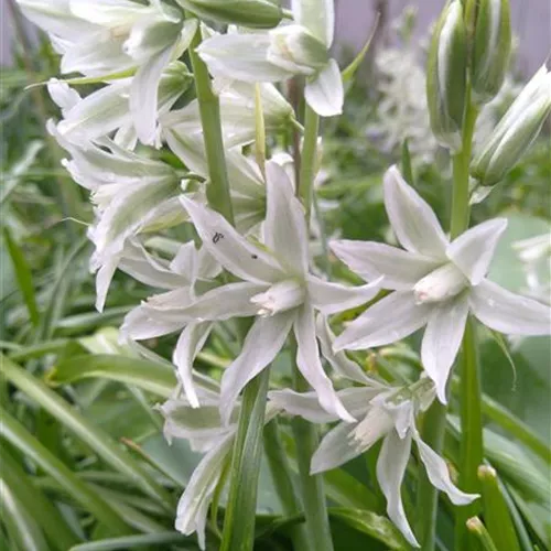 Ornithogalum nutans*, 20 St.