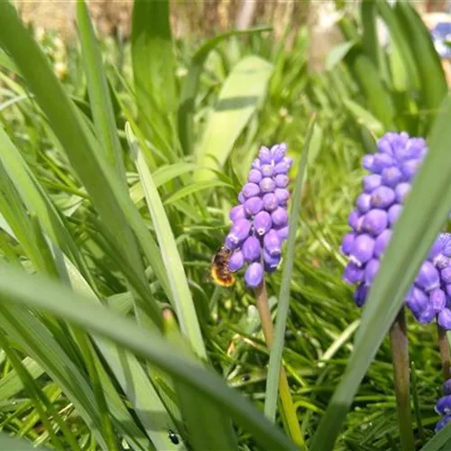 Muscari botryoides*, 10 St.