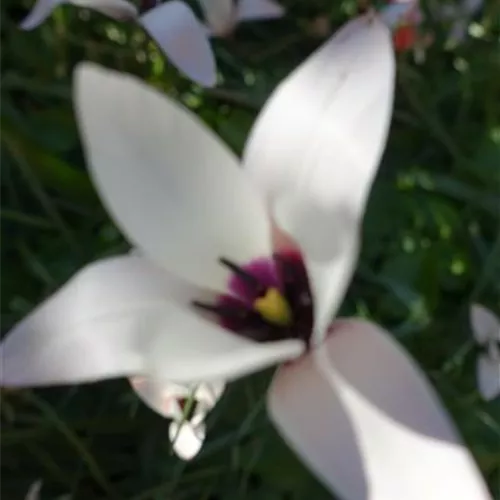 Tulipa clusiana*, 10 St.