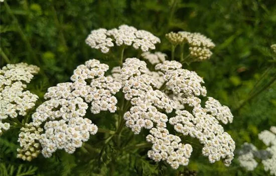 Achillea nobilis