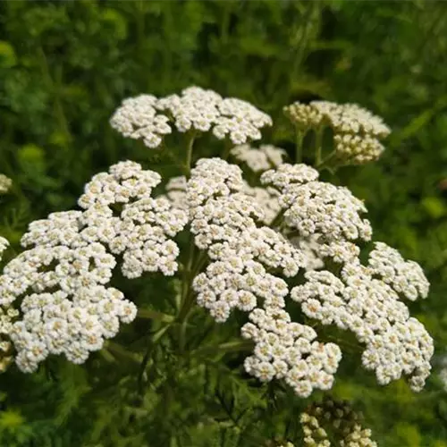 Achillea nobilis