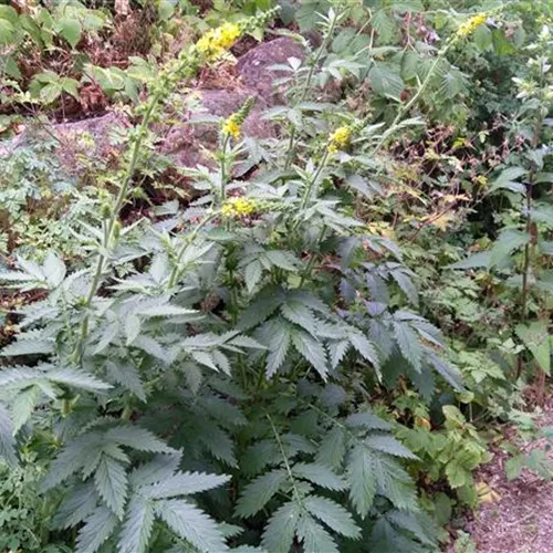 Agrimonia procera Agrimonia procera