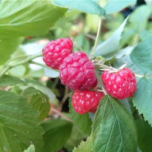 Aroma-Queen (R) aromquee (S)