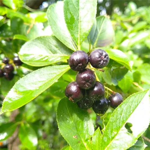 Aronia prunifolia Nero Aronia prunifolia Nero