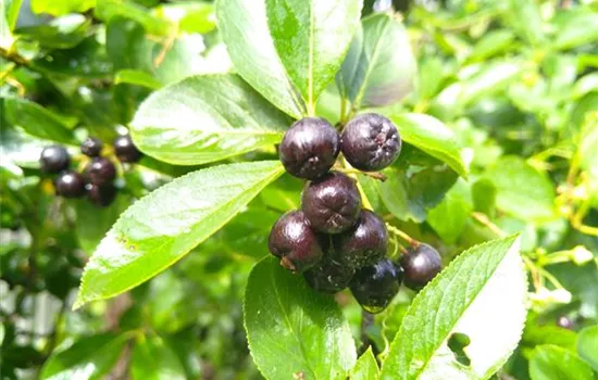 Aronia prunifolia Nero Aronia prunifolia Nero