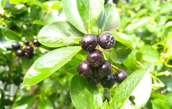 Aronia prunifolia Nero