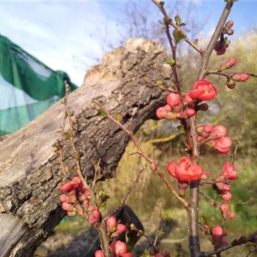 Chaenomeles Friesdorfer Typ 205°