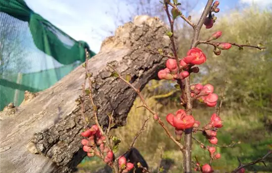 Chaenomeles Friesdorfer Typ 205