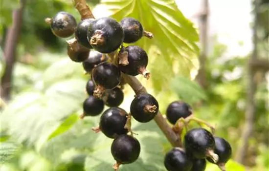 Ribes nigrum