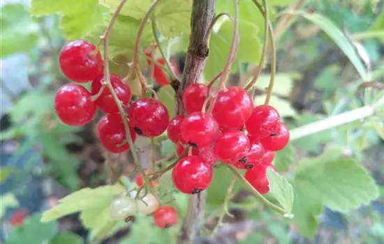 Ribes rubrum