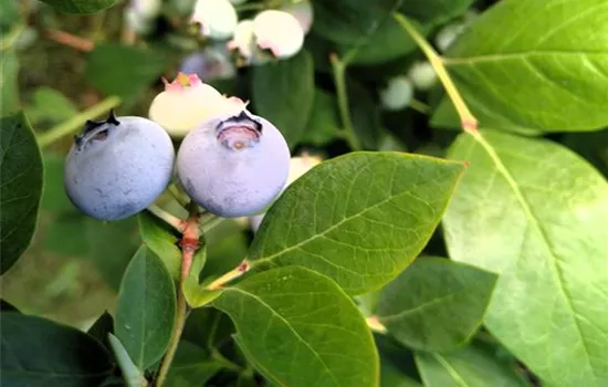 Vaccinium corymbosum Hardyblue Vaccinium corymbosum Hardyblue