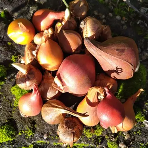 PAK 9.00 Blumenzwiebeln sonniger Standort*