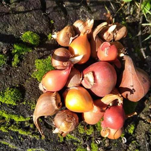 PAK 9.01 Blumenzwiebeln schattiger Standort*