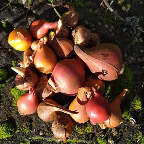 PAK 9.13 Blumenzwiebeln halbschattiger Standort