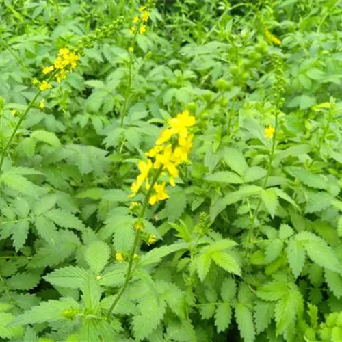 Agrimonia eupatoria Agrimonia eupatoria
