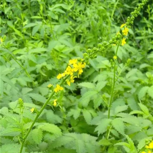 Agrimonia eupatoria