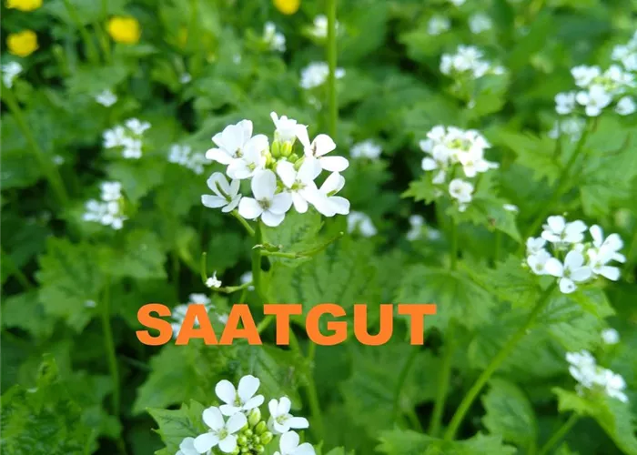 Alliaria petiolata (SA)* Kaltkeimer Alliaria petiolata (SA)* Kaltkeimer