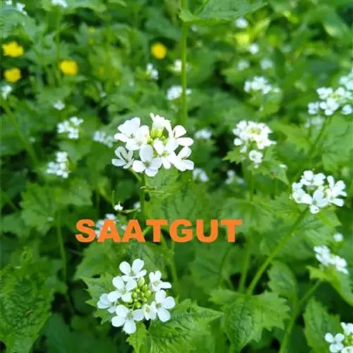 Alliaria petiolata (SA)* Kaltkeimer