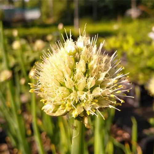Allium fistulosum Allium fistulosum