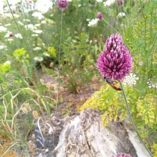 Allium sphaerocephalon* 25 St.