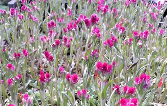 Antennaria dioica