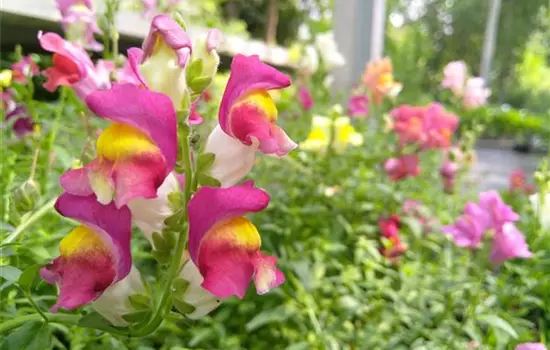 Antirrhinum majus