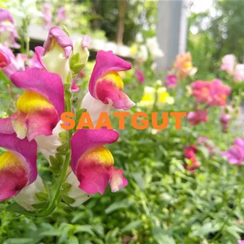 Antirrhinum majus (SA) DE-ÖKO-006