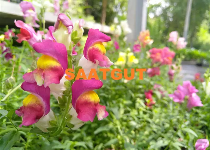 Antirrhinum majus (SA) DE-ÖKO-006