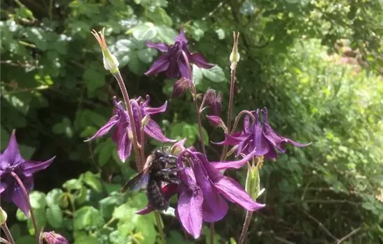 Aquilegia atrata