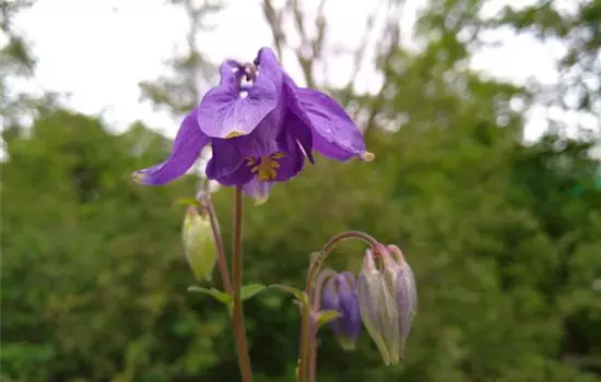 Aquilegia vulgaris