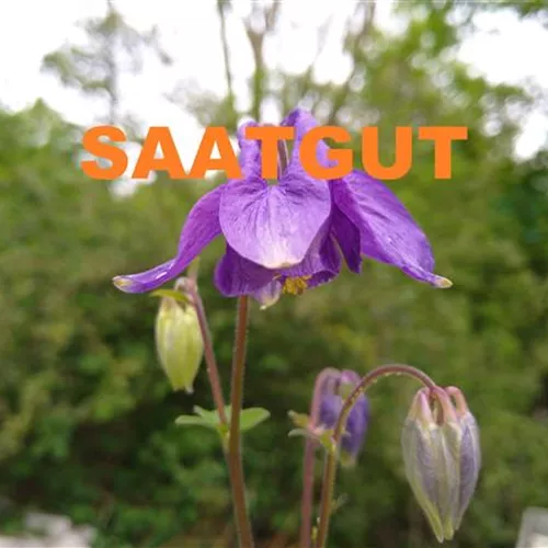 Aquilegia vulgaris (SA 10qm)* Aquilegia vulgaris (SA 10qm)*