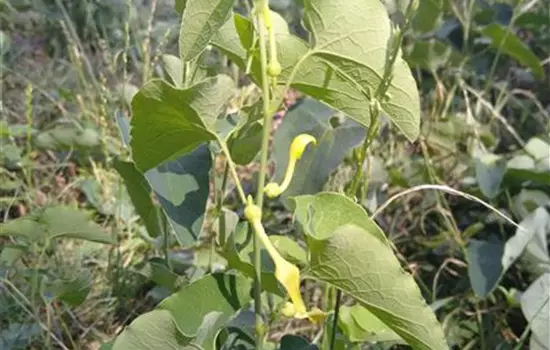 Aristolochia clematitis