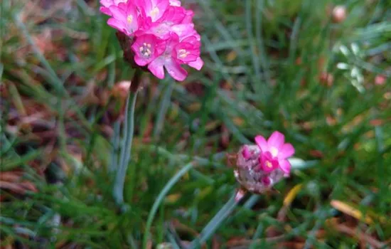 Armeria maritima Armeria maritima