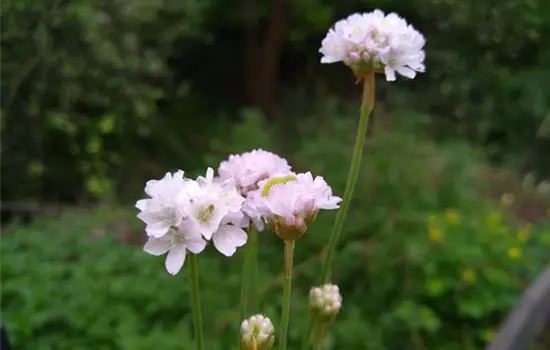 Armeria maritima Alba
