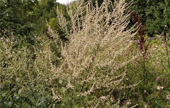 Artemisia vulgaris Artemisia vulgaris