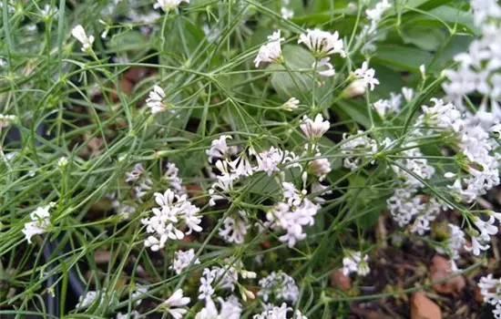 Asperula cynanchica
