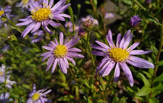 Aster amellus Veilchenkönigin