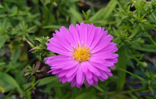 Aster dumosus Kassel