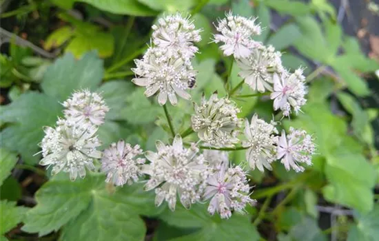 Astrantia major Astrantia major