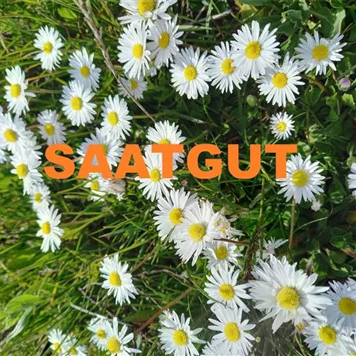 Bellis perennis (SA 10qm)* Bellis perennis (SA 10qm)*