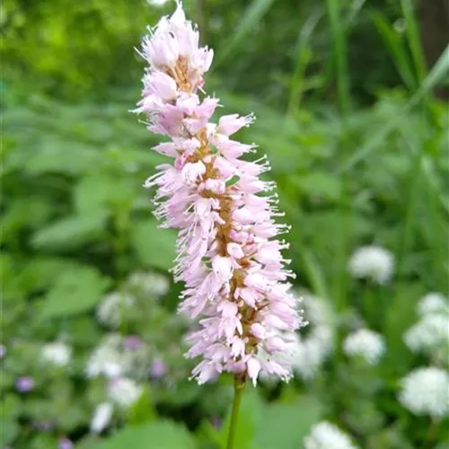 Bistorta officinalis (Polygonum oder Persicaria b