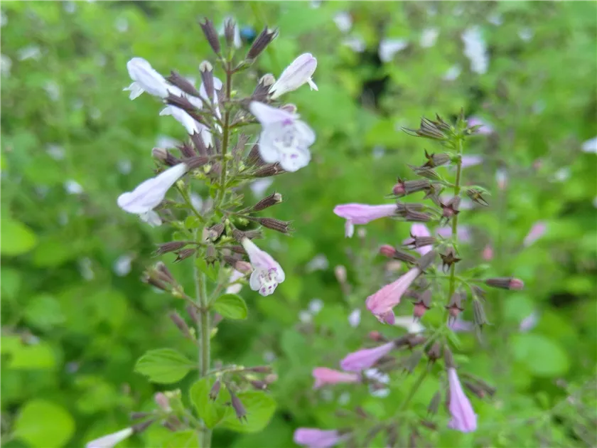 Bergminze 'Blue Cloud' Staude - Winterhart & Duftend Für Deinen Garten