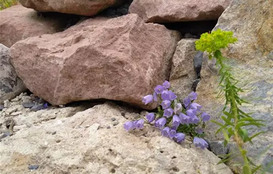 Campanula cochleariifolia