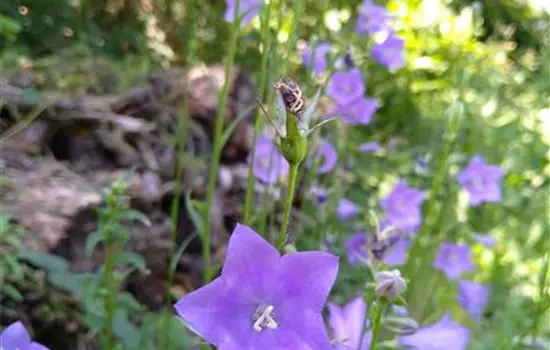 Campanula persicifolia