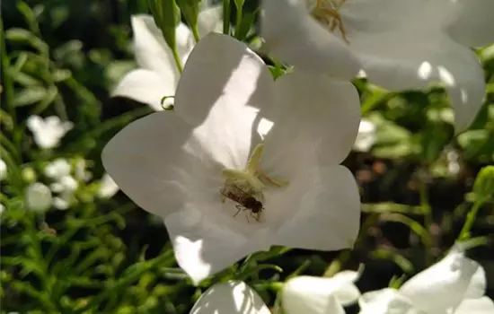 Campanula persicifolia Alba