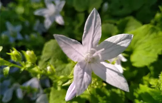 Campanula poscharskyana Schneeranke