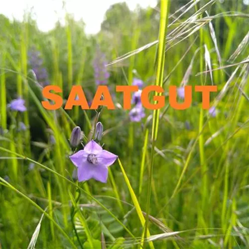 Campanula rotundifolia (SA 10qm)*