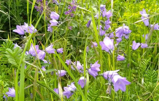 Campanula rotundifolia
